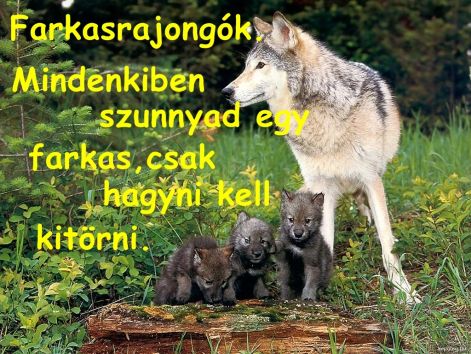 farkasrajongok4.jpg farkasrajongok4.jpg
