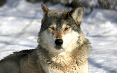 wolf10.jpg